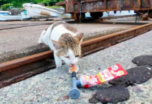 ちゅ〜るを食べる猫