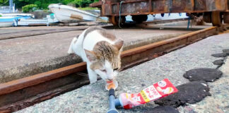 ちゅ〜るを食べる猫