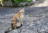 猫の集会に早く来すぎた猫