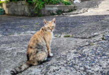 猫の集会に早く来すぎた猫