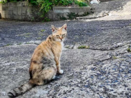 猫の集会に早く来すぎた猫