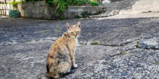 猫の集会に早く来すぎた猫