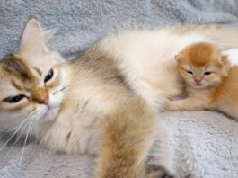 母猫に寄り添う子猫