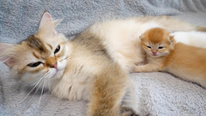 母猫に寄り添う子猫