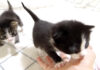 ママに突撃する子猫達