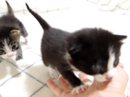 ママに突撃する子猫達