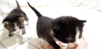 ママに突撃する子猫達