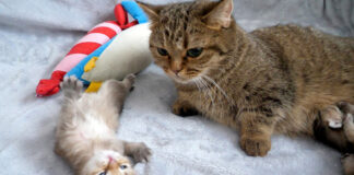 子猫から目が離せないママ猫