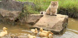 ヒナ達を遊ばせる猫