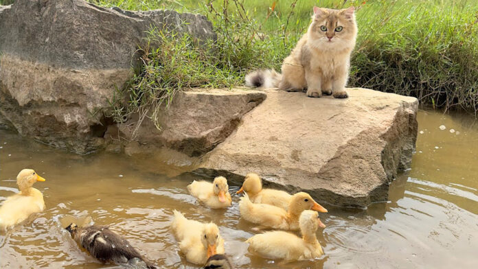 ヒナ達を遊ばせる猫