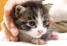 ミルクを飲んで満足した子猫