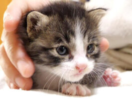 ミルクを飲んで満足した子猫