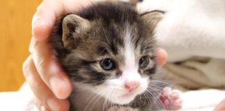 ミルクを飲んで満足した子猫