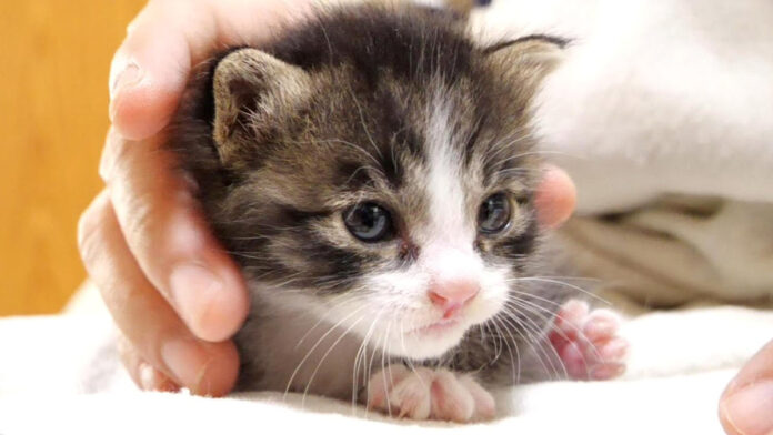 ミルクを飲んで満足した子猫