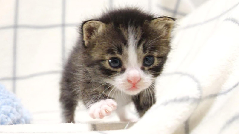 ミルクが飲みたい子猫