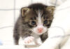 ミルクが飲みたい子猫