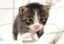 ミルクが飲みたい子猫
