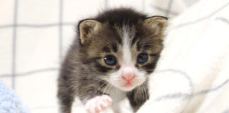 ミルクが飲みたい子猫
