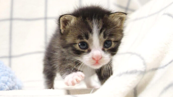 ミルクが飲みたい子猫