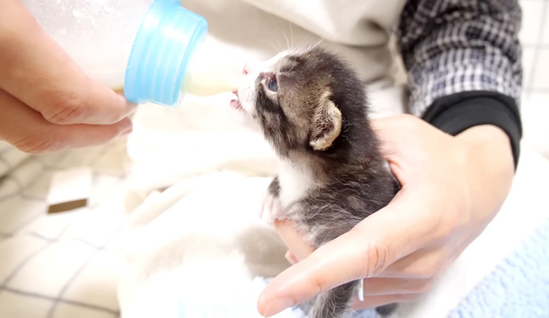 ミルクを飲む子猫