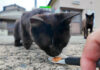 ちゅ〜るに夢中の猫