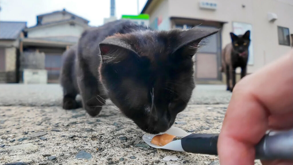 黒猫 ポータブルミニ マシン デジタルオーディオ信号ジェネレーター RK1212D