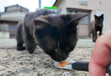 ちゅ〜るに夢中の猫