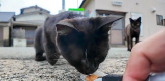 ちゅ〜るに夢中の猫