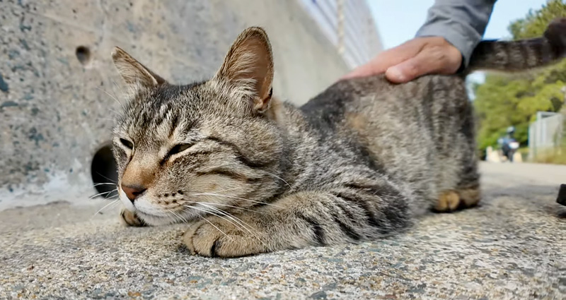 撫でられる猫