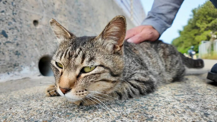 撫でられる猫