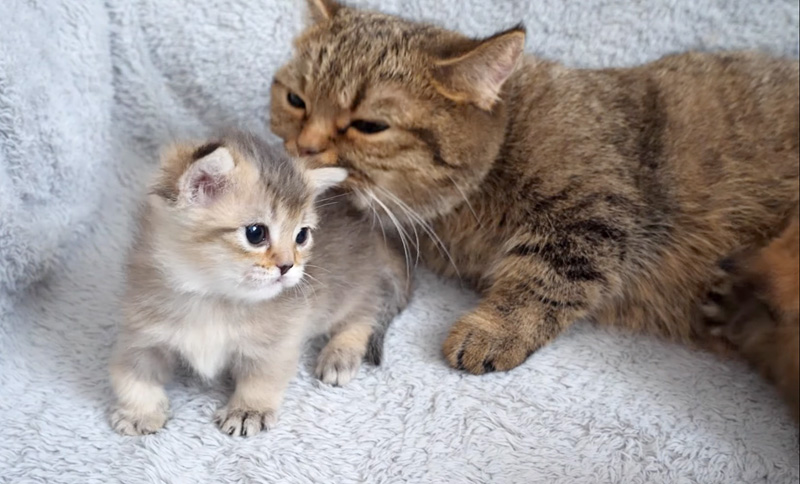 舐められる子猫