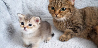 舐められる順番を待つ子猫