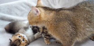 ママ猫に舐めてもらいたい子猫