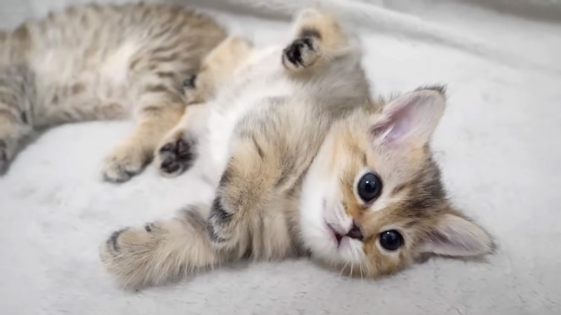 寝返りを披露する子猫