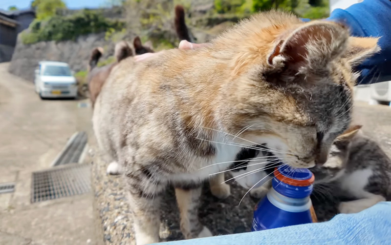 撫でられる猫