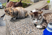 猫島でコーヒーを飲む