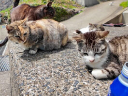 猫島でコーヒーを飲む