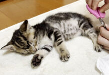 爪を切られる子猫