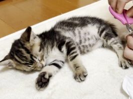 爪を切られる子猫