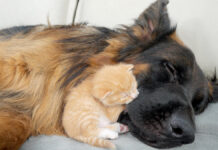 犬に寄り添う子猫