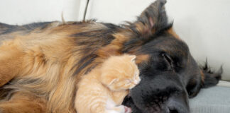 犬に寄り添う子猫