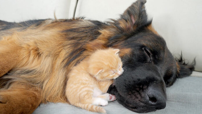 犬に寄り添う子猫