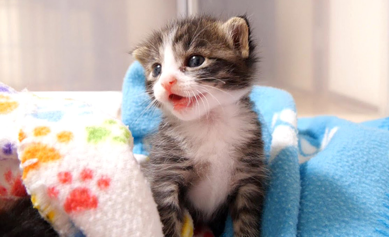 眠たい子猫