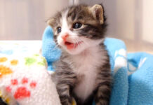 眠たい子猫