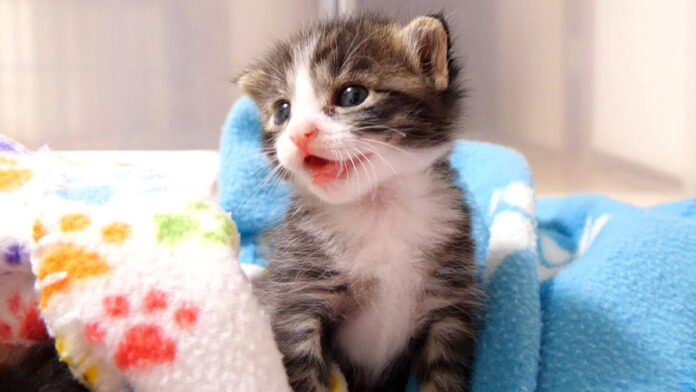 眠たい子猫