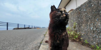 逃げ腰のサビ猫