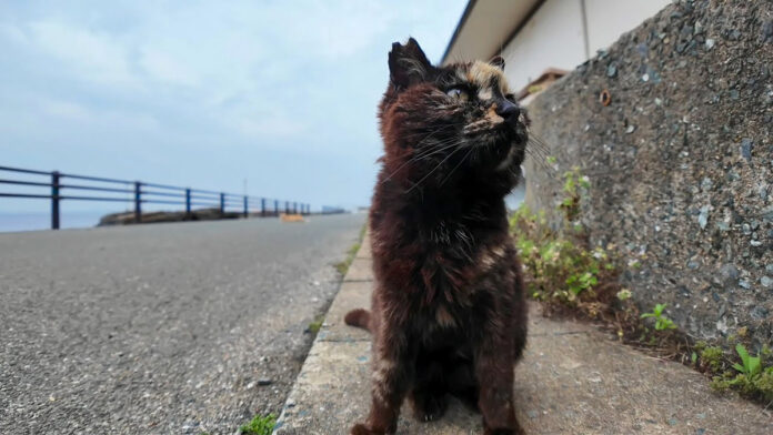 逃げ腰のサビ猫
