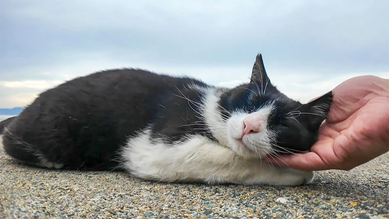 撫でられる猫