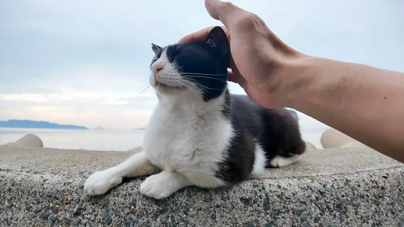 撫でられる猫