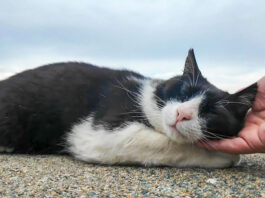 撫でられる猫